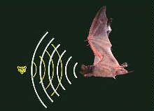 Chauve-souris � la chasse